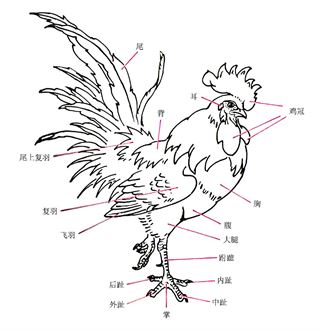 公鸡怎么画